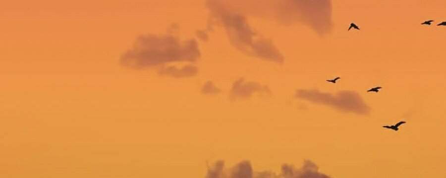 Hoa Sơn Tái Khởi Chapter 31 - 143