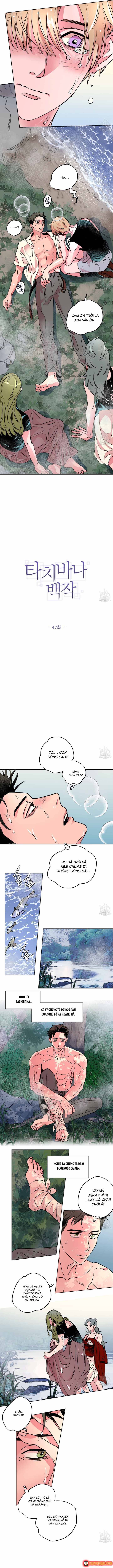 Bá Tước Tachibana Chapter 47 - 7