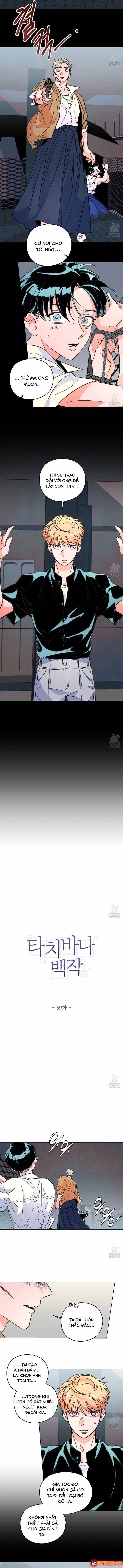 Bá Tước Tachibana Chapter 59 - 4