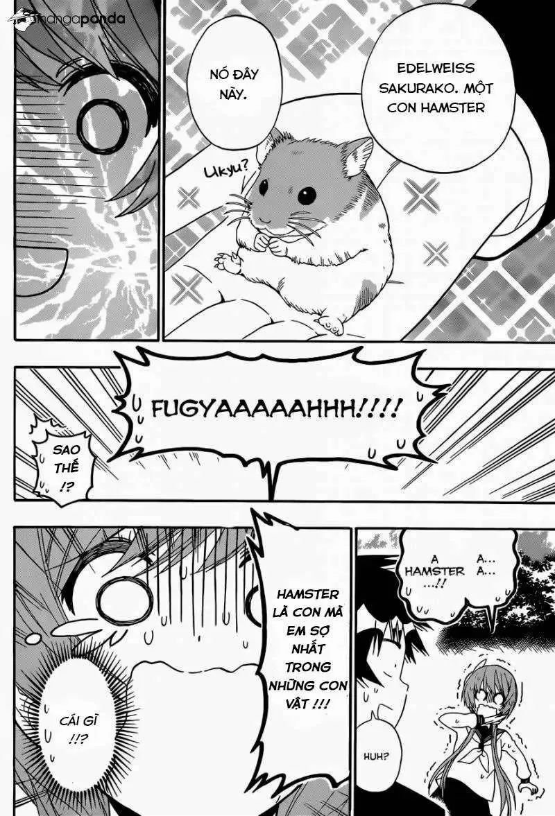 Nisekoi Chapter 142 - 14