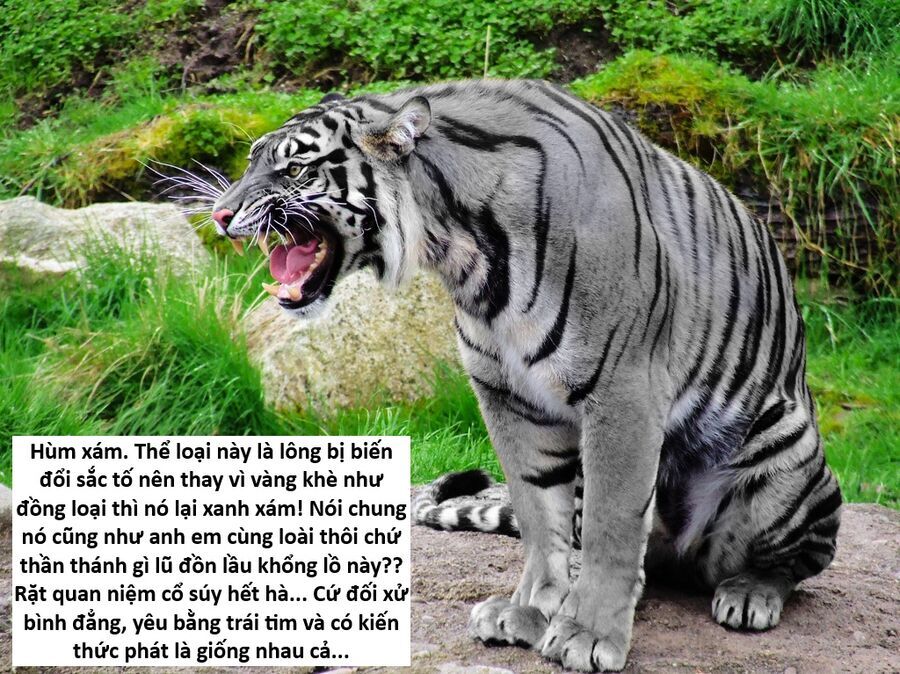 Hổ Đến Chơi Nhà Chapter 147 - 59